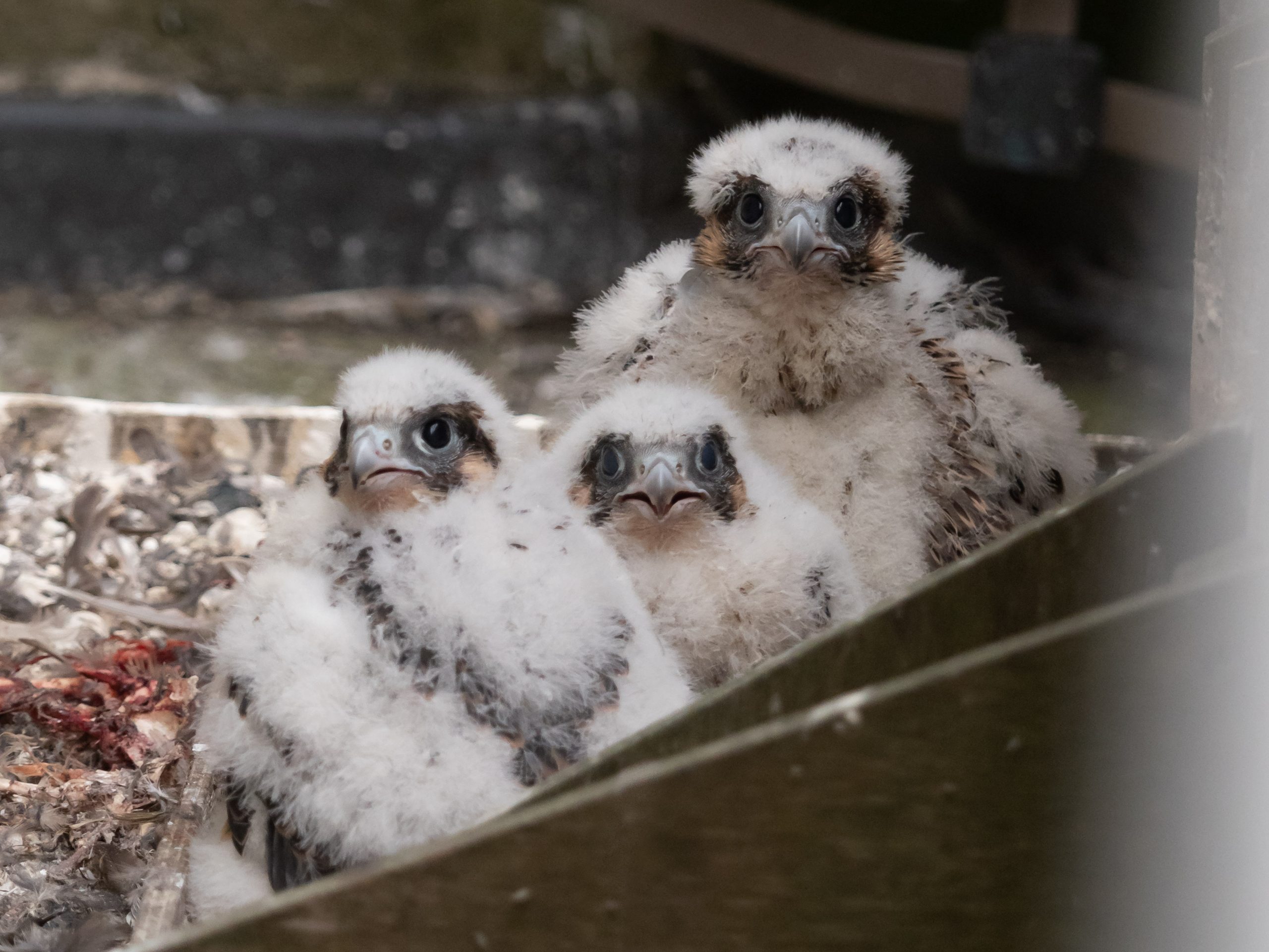 Cromer peregrines live