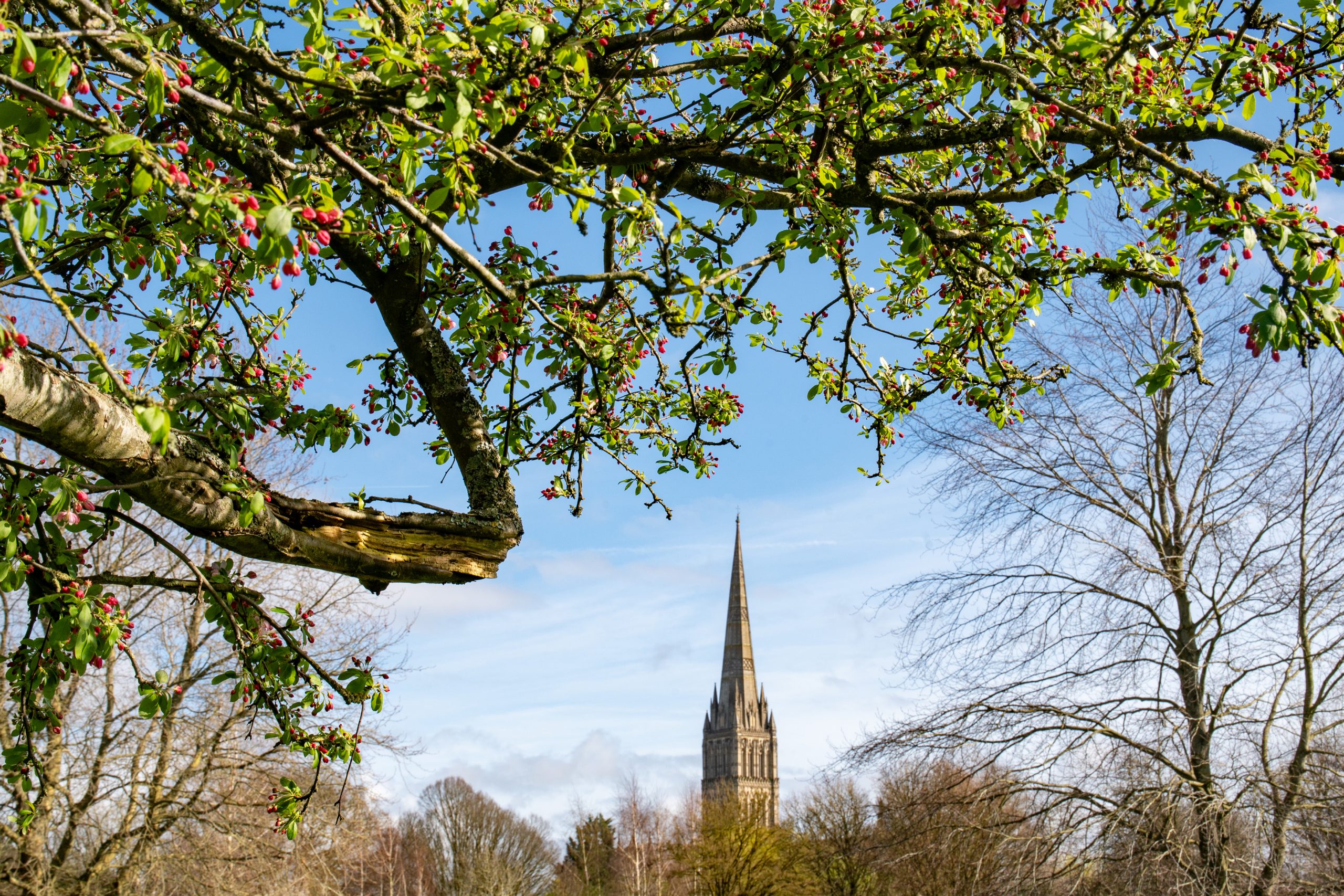 Hope for a Tree