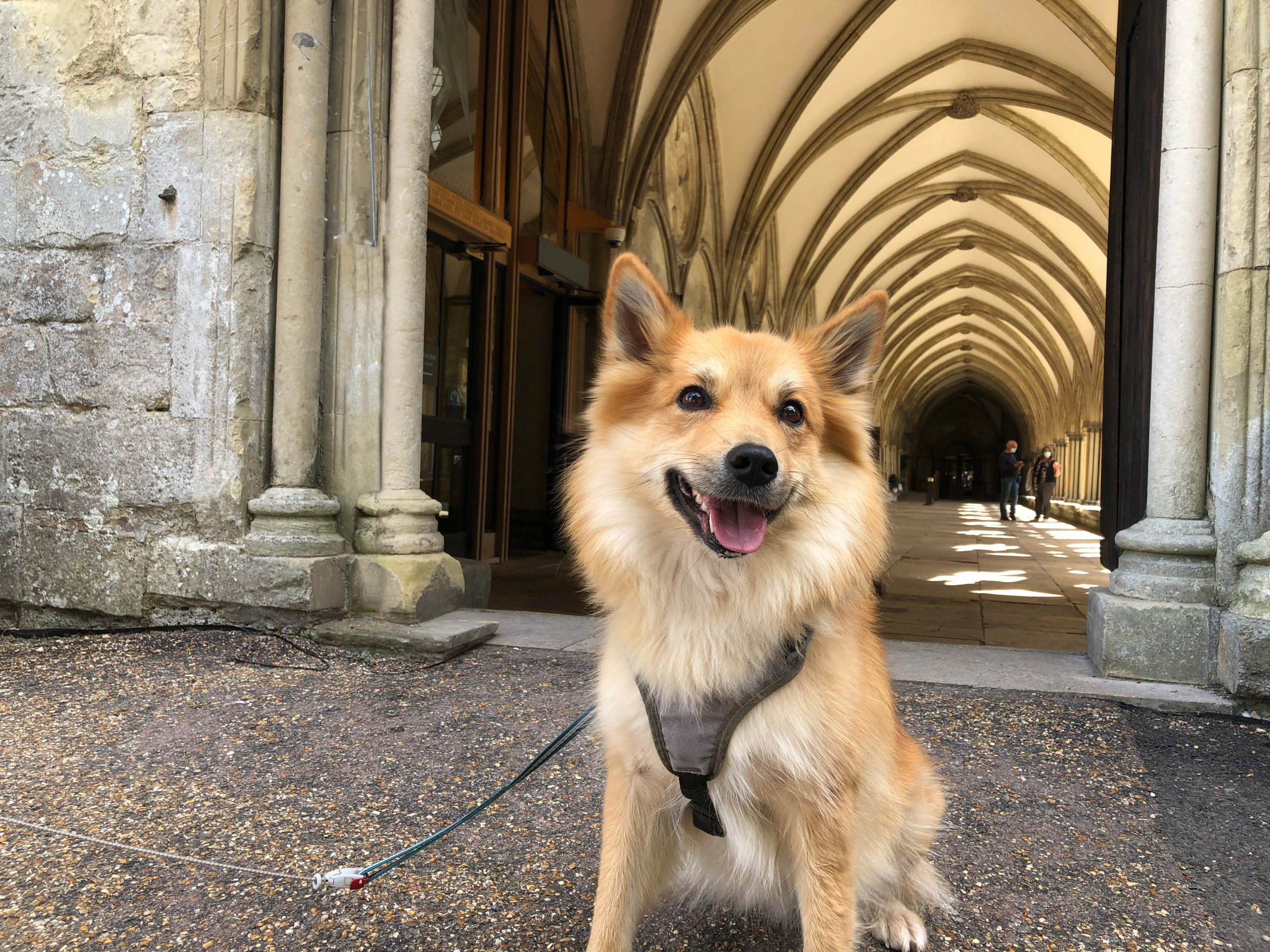 A fluffy dog outside the cloisters